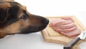 Ali lahko psu dobimo surovo meso